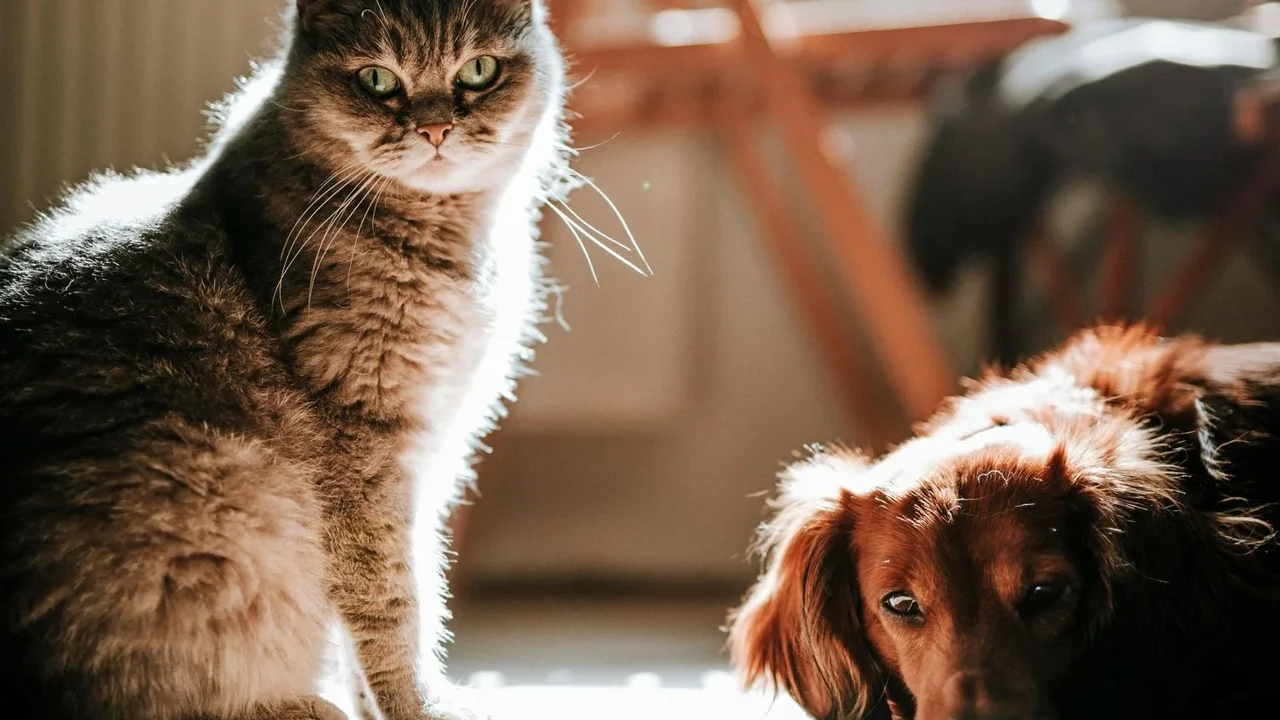 Cuidado gastrointestinal define a saúde de cães e gatos