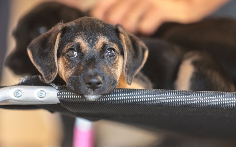 Governo abre consulta pública sobre genéricos e similares veterinários