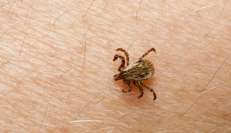 Especialista tira dúvidas sobre febre maculosa