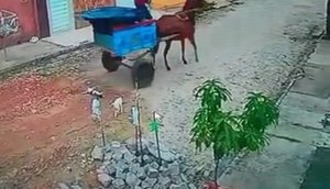 Suspeito de matar gato atropelado com carroça é preso em Poço Verde