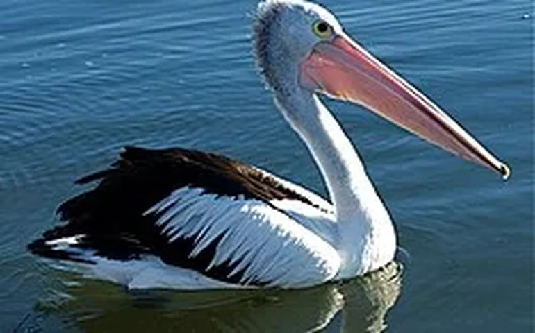 Pelicanos passam por avaliação veterinária e retornam ao lago em zoológico de Moscou