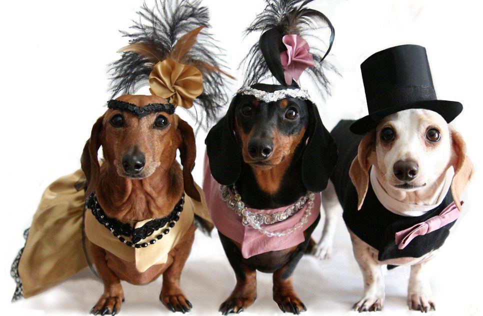 carnaval de cachorro