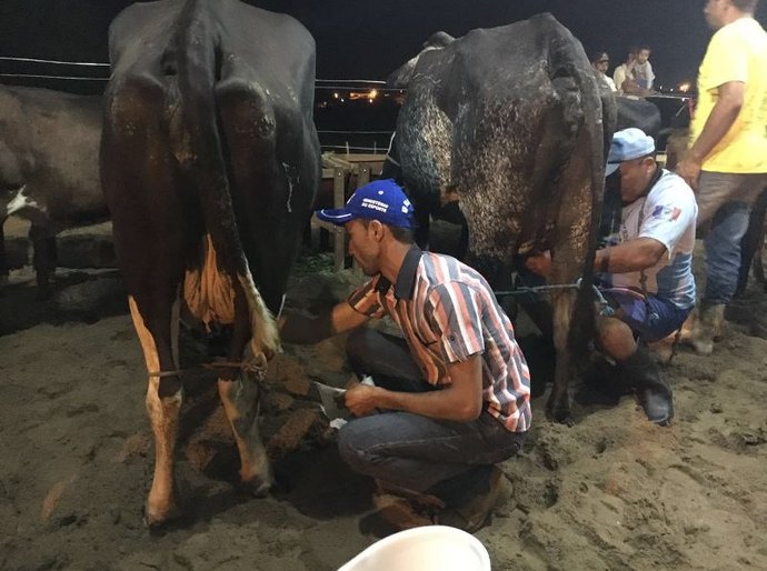 Torneio leiteiro reúne produtores em Mar Vermelho até este sábado, 23