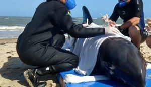 Golfinho encalhado no litoral sul de Sergipe é resgatado 