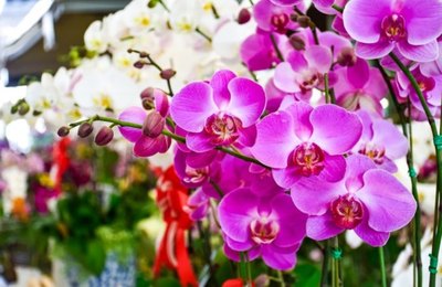 Feira de flores celebra Primavera no Parque Shopping 