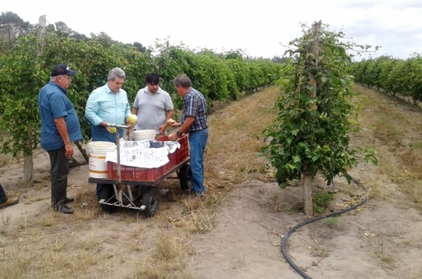 Dia de Campo mostra diversificação de culturas que pode ajudar Alagoas