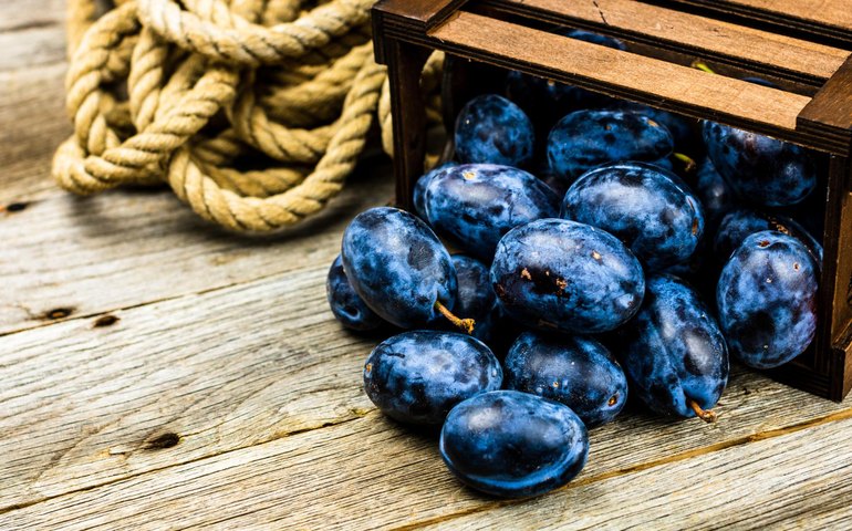 Exportação de açaí cresce quase 15.000% em dez anos