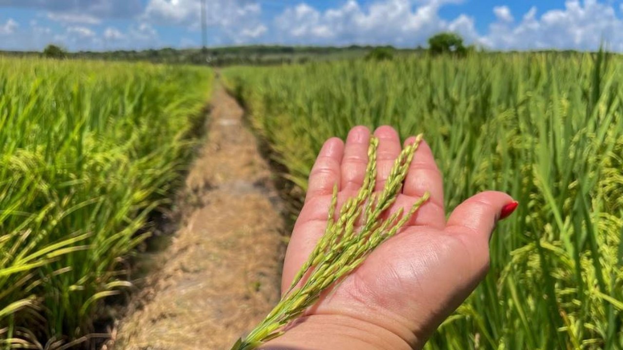 Alagoas Mais Arroz apresenta resultado positivo em novas variedades implantadas no Baixo São Francisco