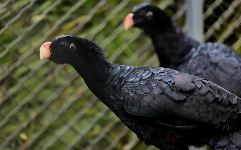 De volta à natureza: Atuação do MPAL impulsiona reintrodução do Mutum-de-Alagoas