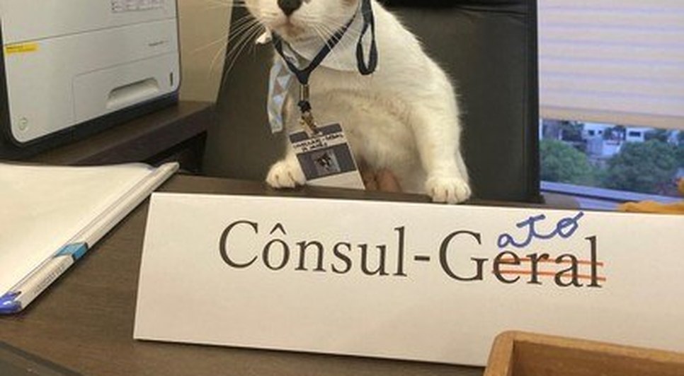 'Cônsul-gato' no seu escritório, em Recife. (Foto: Instagram/@consuladogeraldojapao_recife)