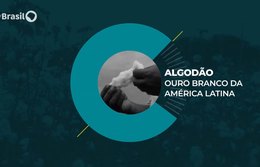 Caminhos da Reportagem | Algodão: ouro branco da América Latina