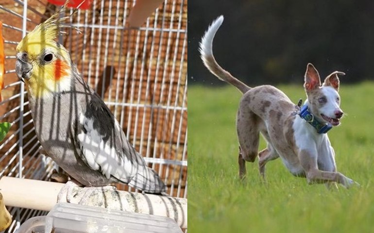 Inglaterra premia calopsita de 32 anos e cão cego em evento de pets do ano