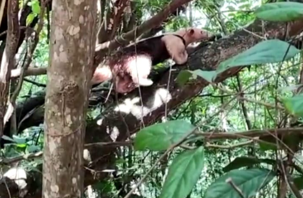 Tamanduá-mirim é resgatado pela Adema em Laranjeiras