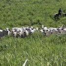 Leilão Varrela oferta genética Nelore neste sábado com 39 lotes