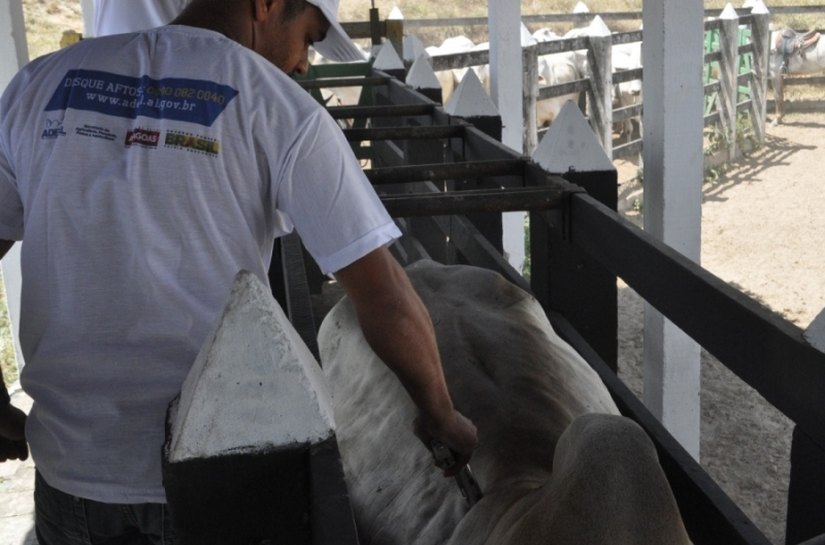 Seagri comemora 96,8% do rebanho alagoano vacinado contra a aftosa