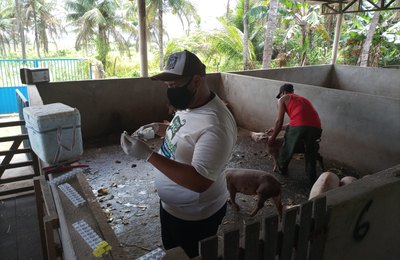 Coruripe: Animais de criadores cadastrados são imunizados contra a peste suína clássica