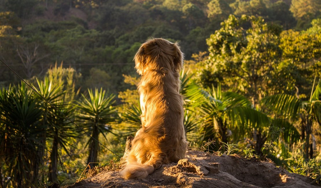 Já é tempo de planejar as férias com o seu pet