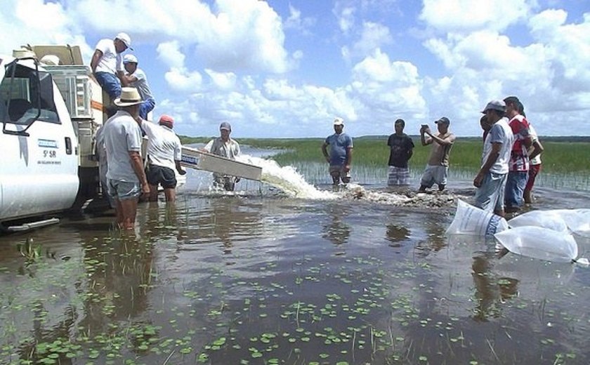 Codevasf repovoa &#8216;Pantanal Alagoano&#8217; para beneficiar pesca artesanal