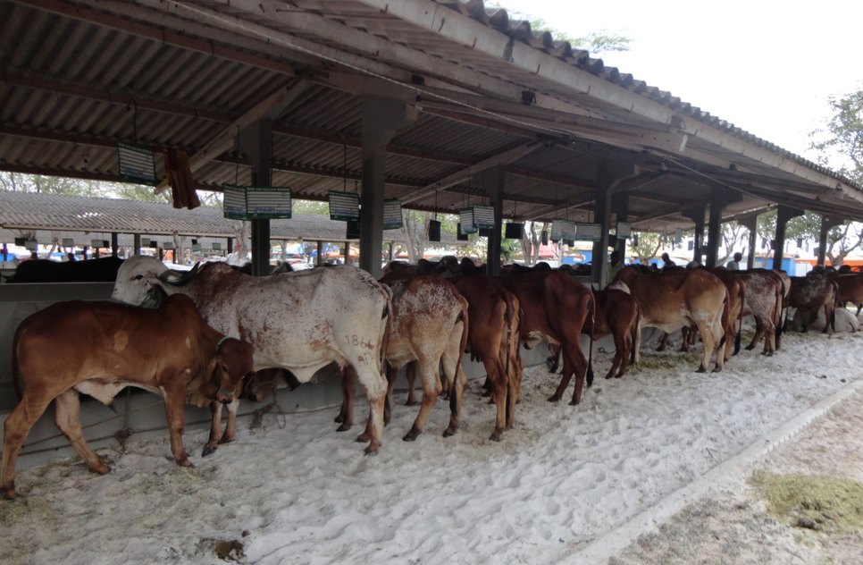 feira agropecuária