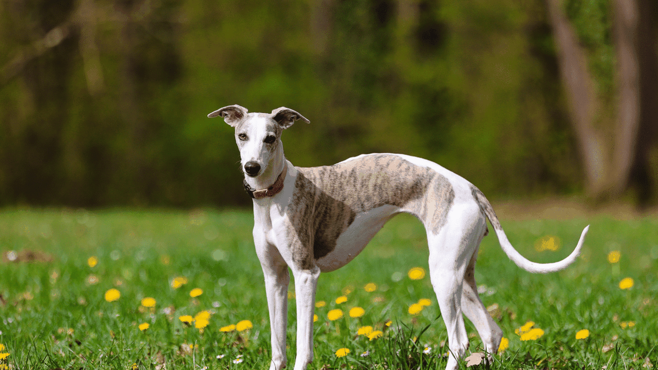 Raças magras: 6 cachorros que se destacam pelo corpo esbelto e atlético