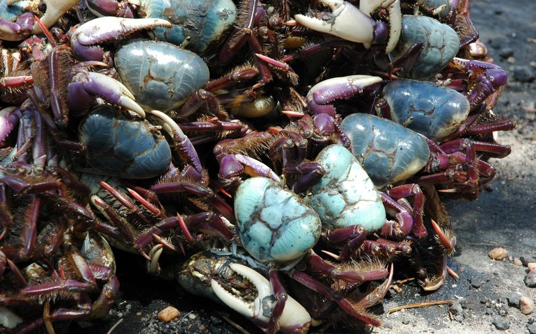 Inicia segundo período do defeso do caranguejo-uçá em 2018