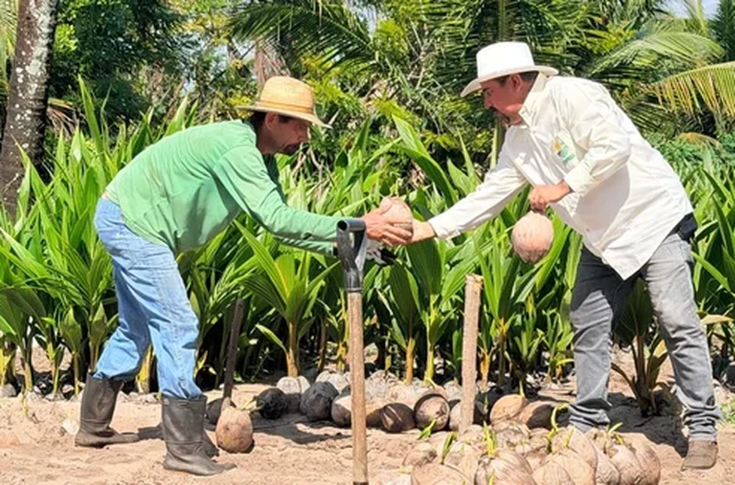 Cooperativa amplia para 6 milhões a produção de coco em Alagoas