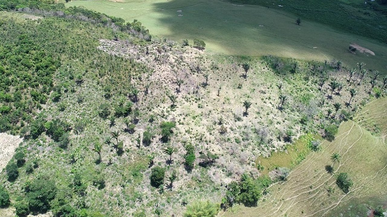 Operação Mata Atlântica em Pé identifica e coíbe crimes ambientais em Alagoas