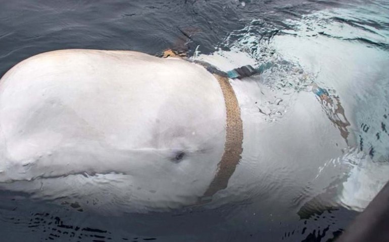 Fome, tiros? Polícia da Noruega revela causa da morte de famosa baleia 'espiã russa'