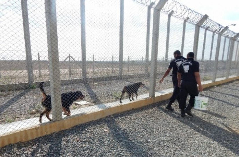 Cães auxiliam na manutenção da segurança no Presídio do Agreste