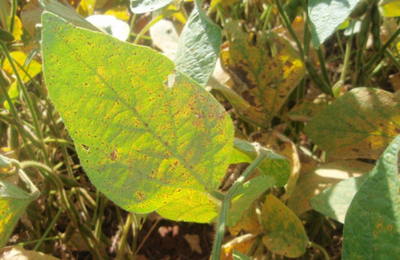 Alagoas inicia em janeiro o vazio sanitário da cultura da soja