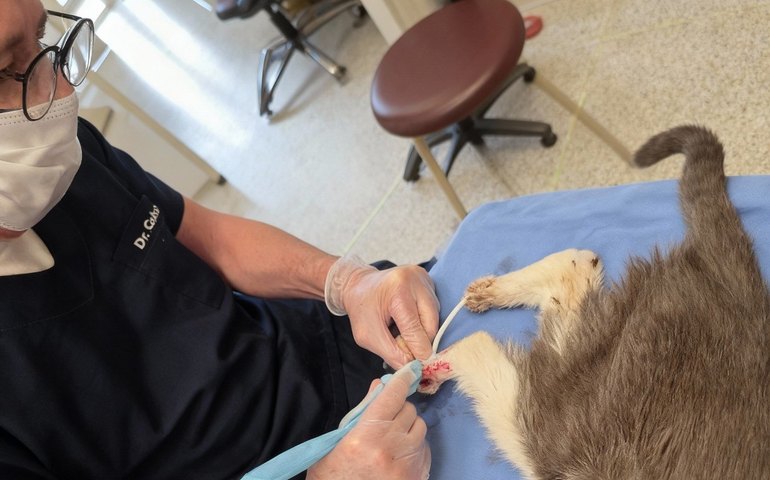 Esporotricose felina se espalha e coloca saúde pública em risco