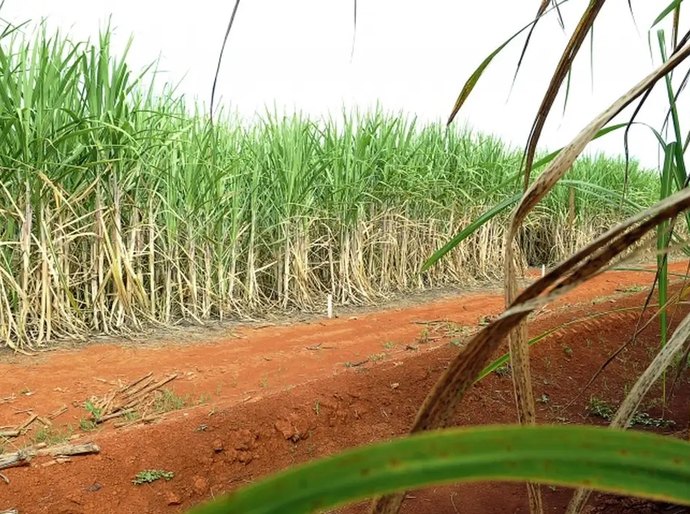 Brasil terá segunda maior safra de cana, segundo estimativa da Conab