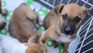 Shopping promove campanha de adoção animal em Aracaju neste sábado