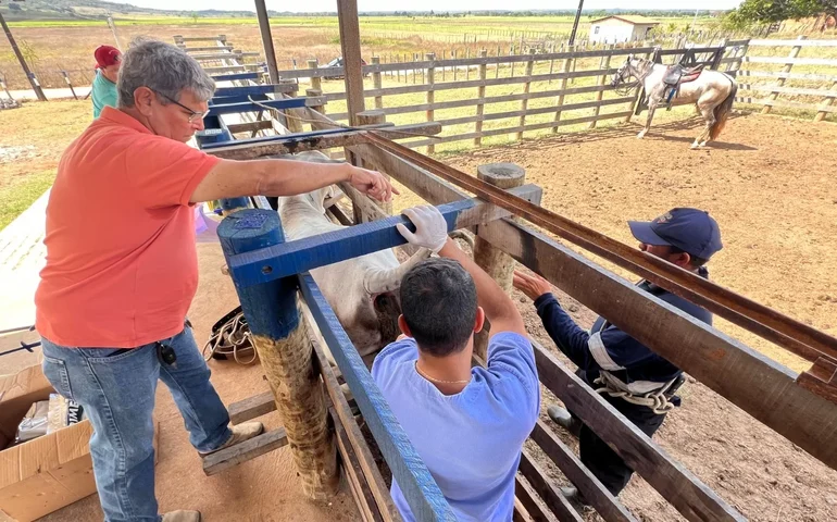 Programa Mais Pecuária Brasil melhora qualidade do rebanho bovino em Penedo