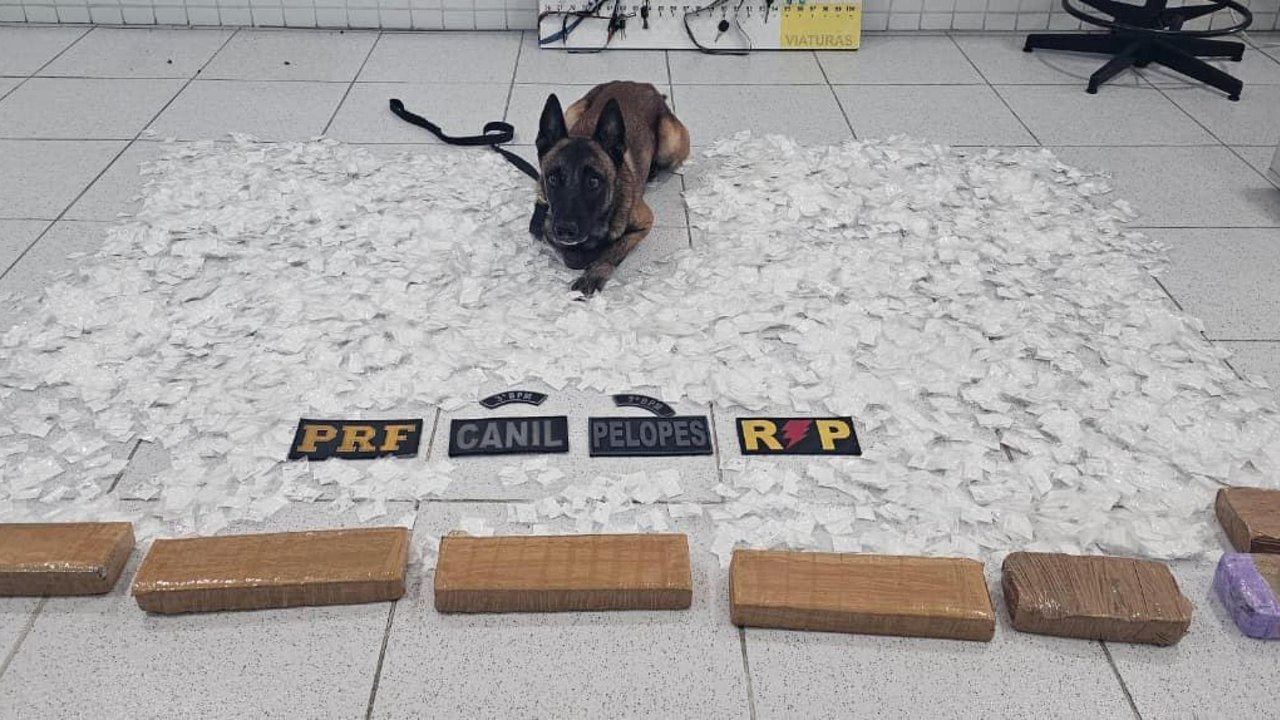 Operação intercepta carga de drogas avaliada em R$ 500 mil e prende suspeito em Canapi