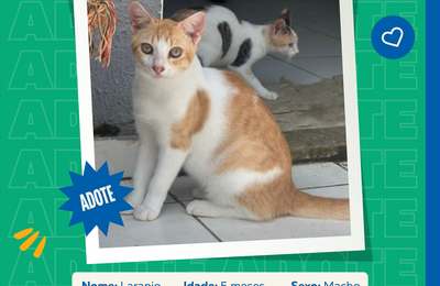 Programa Adote Um Animal inicia divulgação dos cães e gatos aptos para adoção
