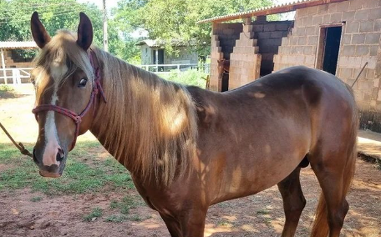 Ração contaminada causa morte de cavalos em Alagoas e acumula vítimas pelo país