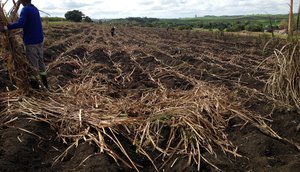 CANA DE AÇÚCAR / Foto: Serviço Nacional de Aprendizagem Rural 