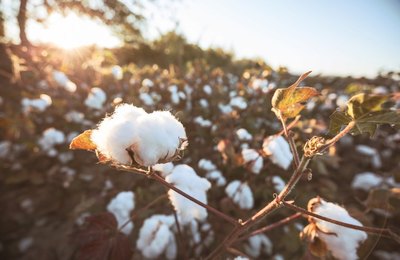 Valor Bruto da Produção Agropecuária de 2021 é estimado em R$ 1,119 trilhão