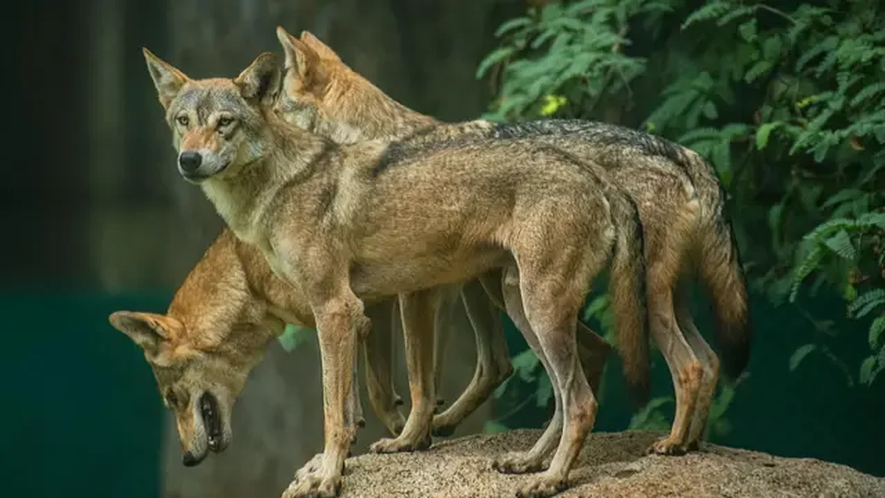 Lobos caçadores de crianças matam 10 pessoas e atacam cerca de 30 vilarejos na Índia