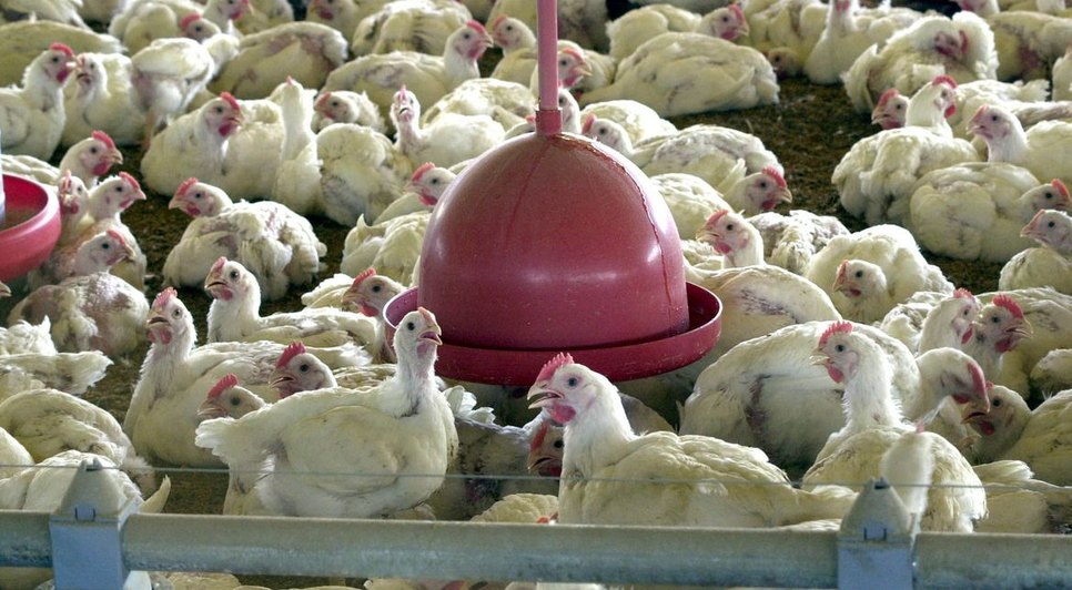 frangos1ana / Foto: foto: reprodução Agência Brasil