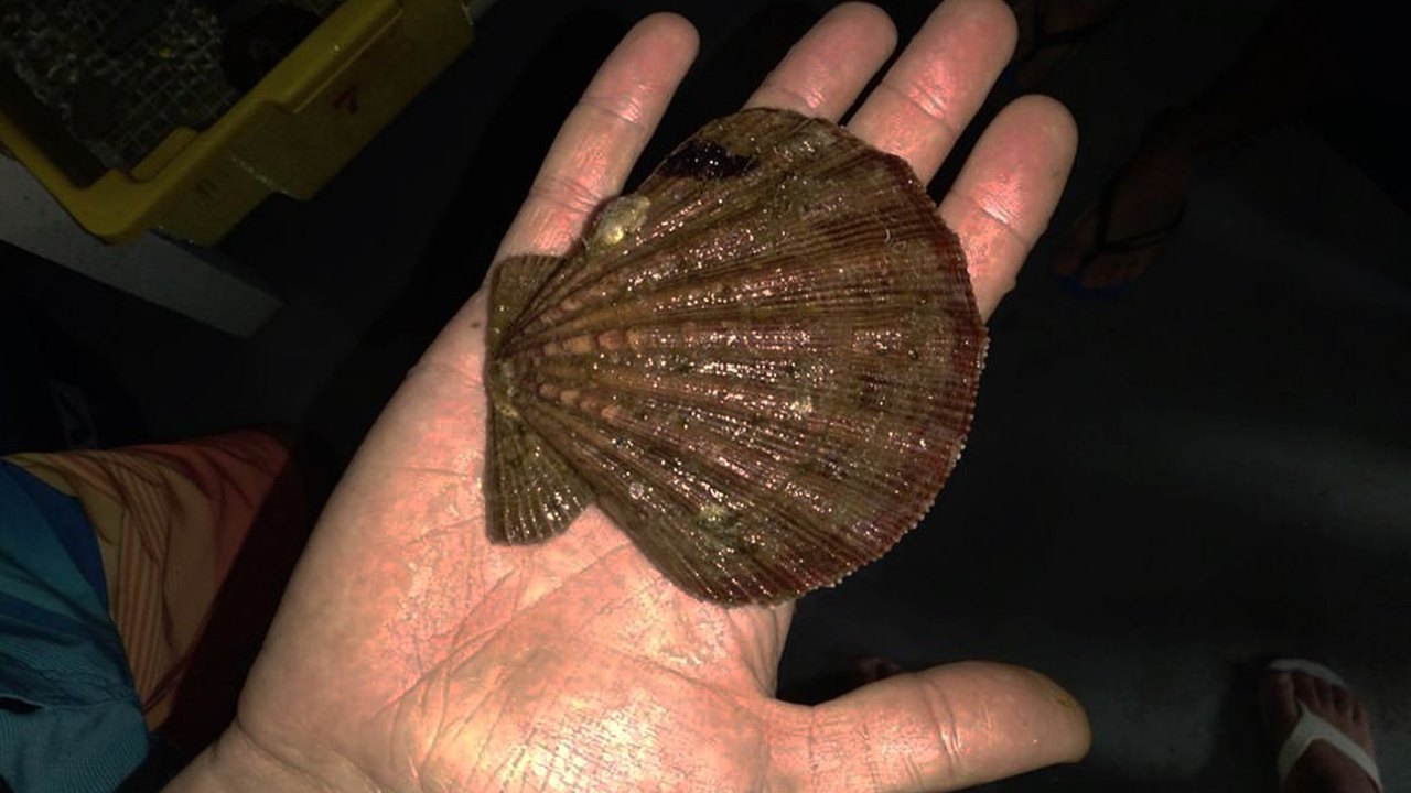 Molusco que gera a concha do mar tem diagnóstico de leucemia transmissível; entenda