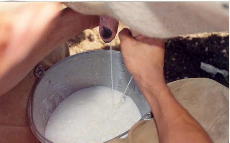 Leite: Novo programa vai ajudar produtores e consumidores