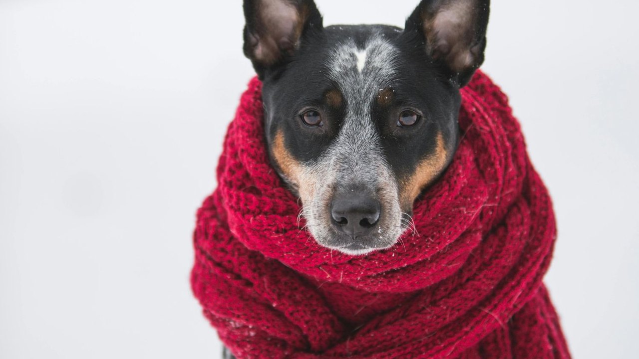 Frio intenso aumenta riscos para cães e gatos no Brasil