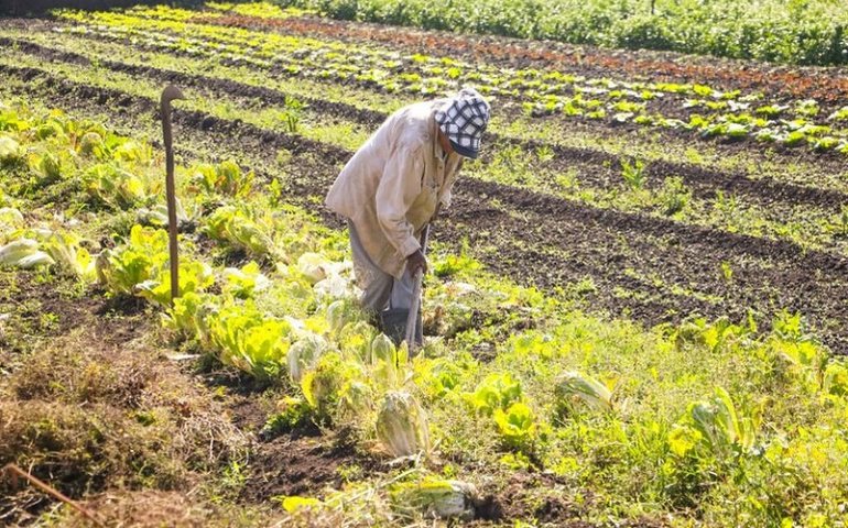 Mãos do trabalho dedicado à terra: Alagoas possui mais de 35 mil agricultores atendidos pela Emater