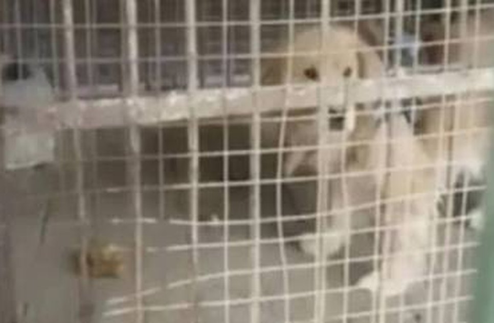 Após polêmicas envolvendo ursos, zoológico chinês é acusado de substituir leão por filhote de golden retriever