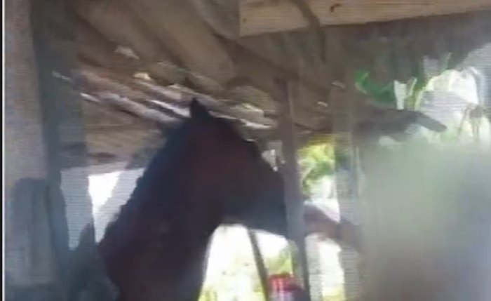 Momento em que homem oferece bebida ao cavalo