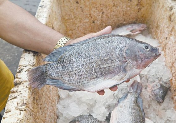 Tilápia ocupa o lugar do frango de 30 anos atrás e conquista a mesa do brasileiro