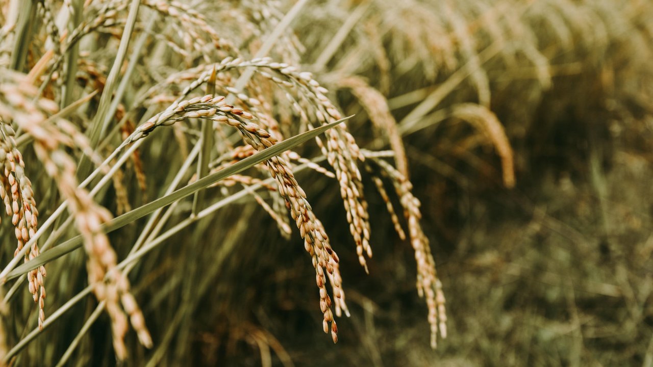 Próxima safra de arroz tem projeção de quase 20 mil toneladas