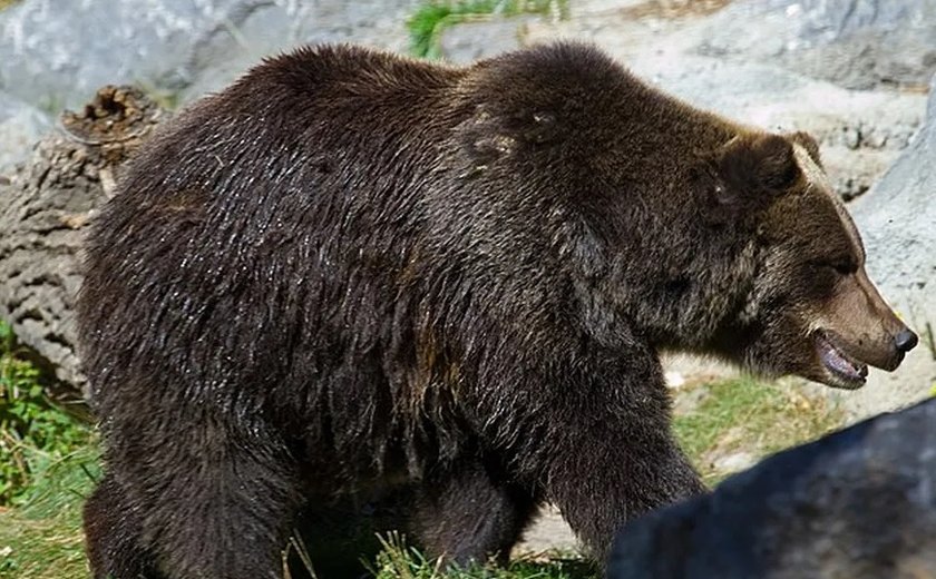 Ursos estão morrendo de fome no Japão por falta de salmão nos rios